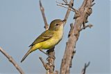 Bell's Vireo