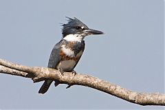 Belted Kingfisher