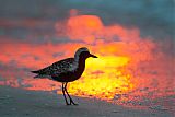 Black-bellied Plover