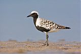 Black-bellied Plover