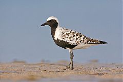 Black-bellied Plover