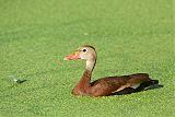 Black-bellied Whistling-Duck