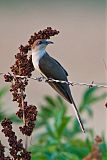 Black-billed Cuckoo