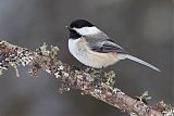 Black-capped Chickadeeborder=