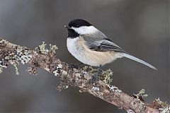 Black-capped Chickadee