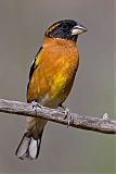 Black-headed Grosbeakborder=