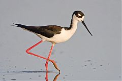 Black-necked Stilt