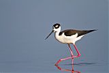 Black-necked Stiltborder=