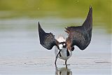 Black-necked Stiltborder=