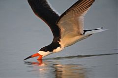 Black Skimmer