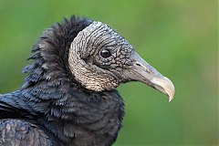 Black Vulture