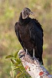 Black Vulture