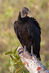 Black Vulture