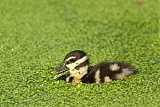 Black-bellied Whistling-Duck