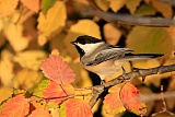 Black-capped Chickadeeborder=