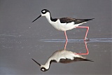 Black-necked Stiltborder=