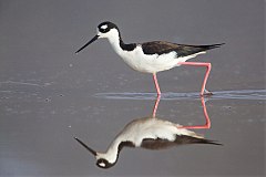 Black-necked Stilt