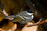 Blackpoll Warbler