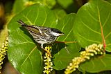 Blackpoll Warbler