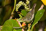 Blackpoll Warblerborder=