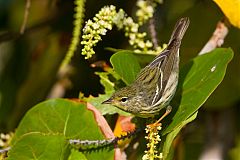 Blackpoll Warbler