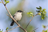 Black-tailed Gnatcatcher