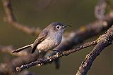 Blue-gray Gnatcatcher