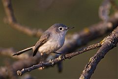 Blue-gray Gnatcatcher