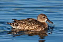 Blue-winged Teal