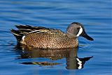 Blue-winged Teal