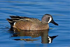 Blue-winged Teal