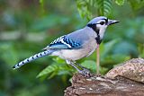 Blue Jay