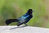 Boat-tailed Grackleborder=