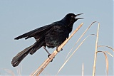 Boat-tailed Grackleborder=