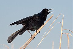 Boat-tailed Grackle