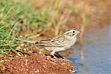 Brewer's Sparrow