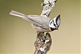 Bridled Titmouseborder=