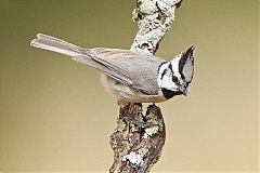 Bridled Titmouse