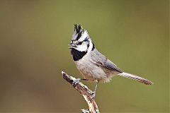 Bridled Titmouse