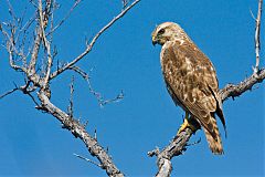 Broad-winged Hawk