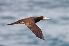 Brown Booby