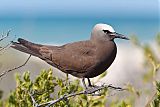 Brown Noddy