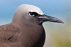 Brown Noddy