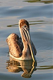 Brown Pelicanborder=