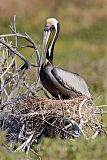 Brown Pelicanborder=