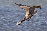 Brown Pelicanborder=