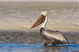 Brown Pelicanborder=