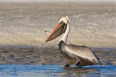 Brown Pelican