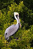 Brown Pelican