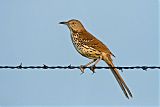 Brown Thrasher